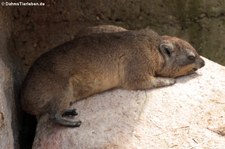 Klippschliefer (Procavia capensis) in der Wilhelma Stuttgart