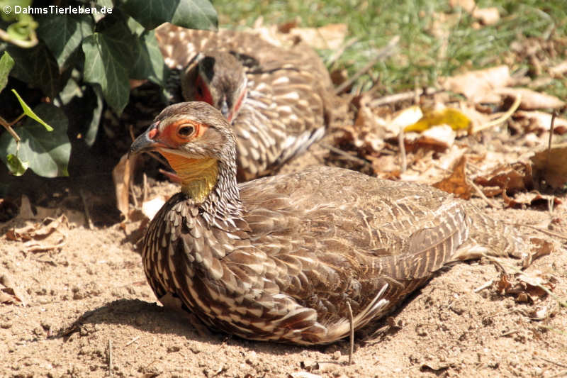 Gelbkehlfrankolin (Pternistis leucoscepus)