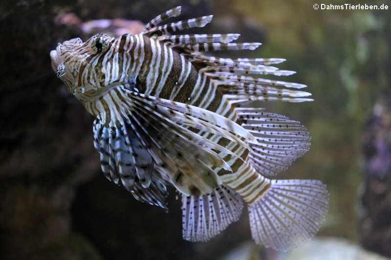 Pazifischer Rotfeuerfisch (Pterois volitans)