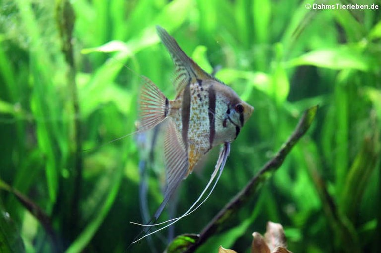 Pterophyllum scalare