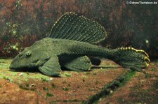 Waben-Schilderwels (Pterygoplichthys gibbiceps) in der Wilhelma Stuttgart