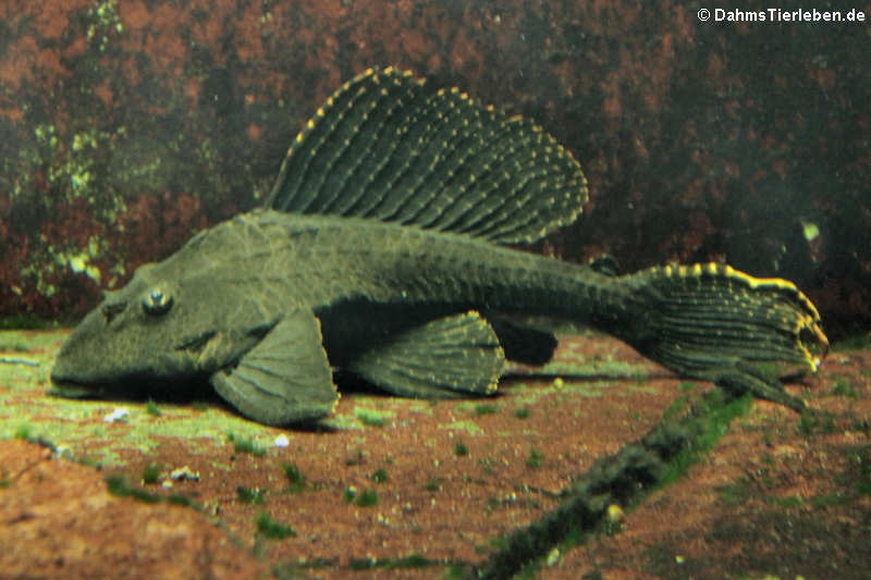 Pterygoplichthys gibbiceps