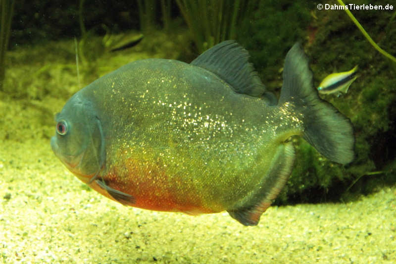 Roter Piranha (Pygocentrus nattereri)