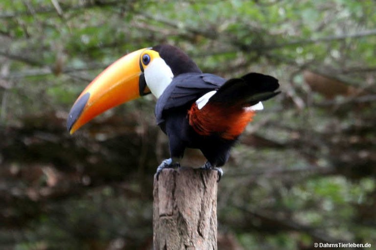 Ramphastos toco