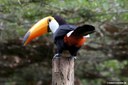 Ramphastos toco