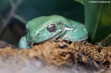 Korallenfinger-Laubfrosch (Ranoidea caerulea) in der Wilhelma Stuttgart