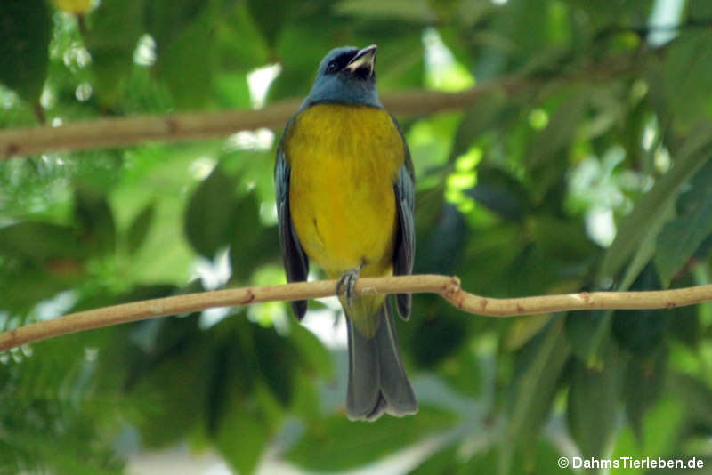 Schwarzstirntangare Tachyphonus rufus1