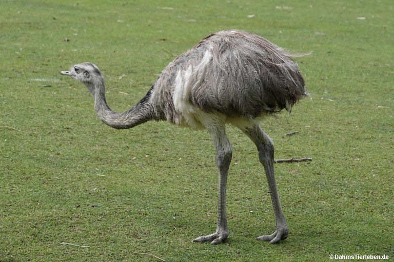 Rhea americana