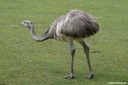 Rhea americana
