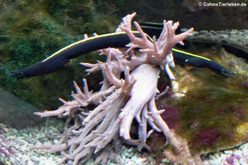 Rhinomuraena quaesita-3