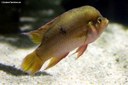 Rubricatochromis bimaculatus