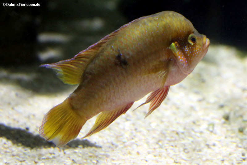Roter Buntbarsch
(Rubricatochromis bimaculatus) Rubricatochromis bimaculatus