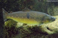 Bachforelle (Salmo trutta fario) in der Wilhelma Stuttgart