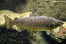 Bachforelle (Salmo trutta fario) in der Wilhelma Stuttgart