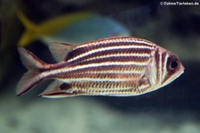 Rotstreifen-Husarenfisch (Sargocentron rubrum) in der Wilhelma Stuttgart