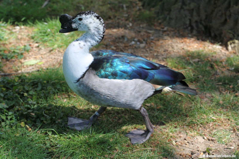 Glanzente
(Sarkidiornis melanotos) Sarkidiornis melanotos