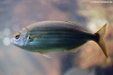 Goldstrieme (Sarpa salpa) in der Wilhelma Stuttgart