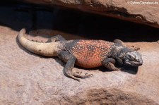 Chuckwalla (Sauromalus ater) in der Wilhelma Stuttgart