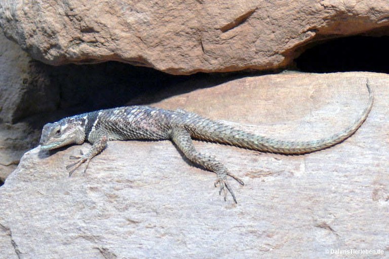 Sceloporus cyanogenys