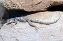Sceloporus cyanogenys