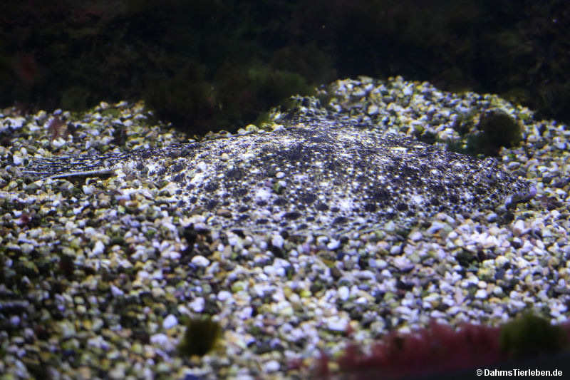 Steinbutt
(Scophthalmus maximus) Scophthalmus maximus