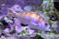 Tabakbarsch (Serranus tortugarum) in der Wilhelma Stuttgart