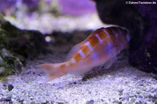 Tabakbarsch (Serranus tortugarum) in der Wilhelma Stuttgart