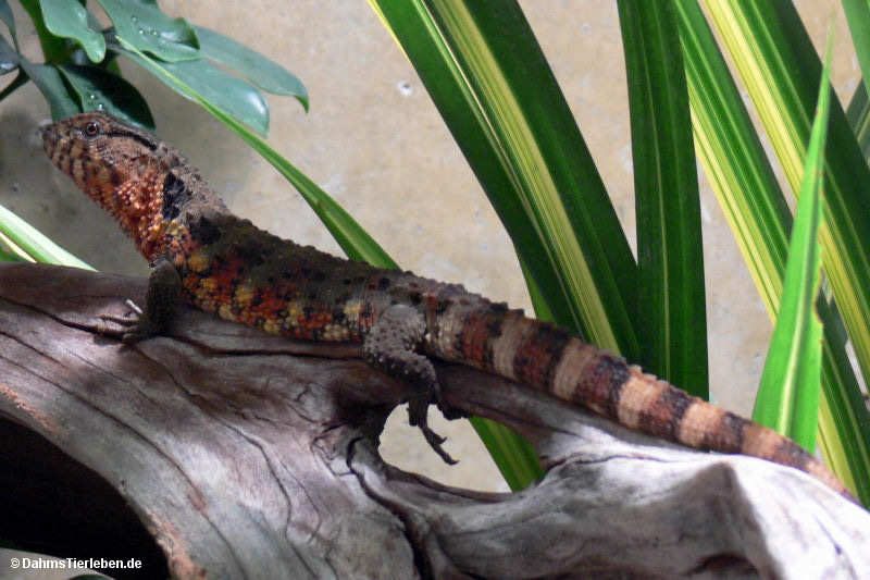 Chinesische Krokodilschwanz-Höckerechse
(Shinisaurus crocodilurus) Shinisaurus crocodilurus