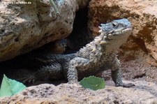 Riesengürtelschweif (Smaug giganteus) in der Wilhelma Stuttgart