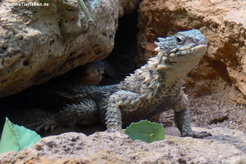 Riesengürtelschweif (Smaug giganteus)