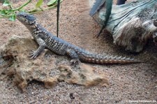 Riesengürtelschweif (Smaug giganteus) in der Wilhelma Stuttgart