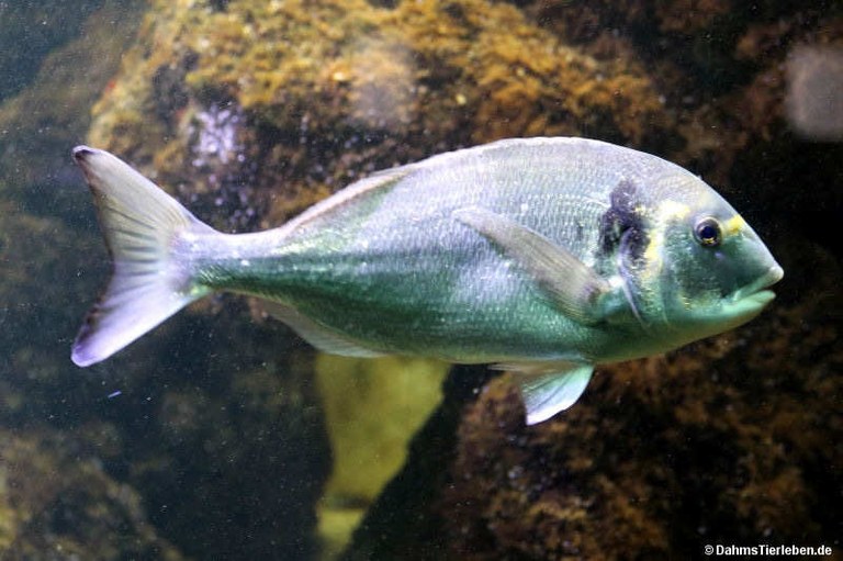 Sparus aurata