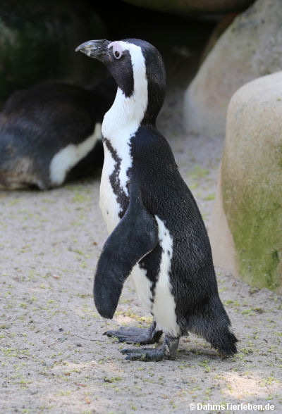Brillenpinguin
(Spheniscus demersus) Spheniscus demersus