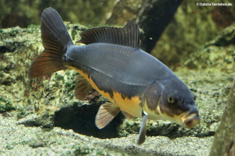 Spiegelkarpfen