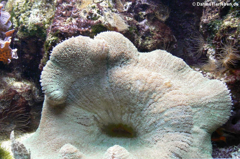 Haddons Teppichanemone Stichodactyla haddoni-1
