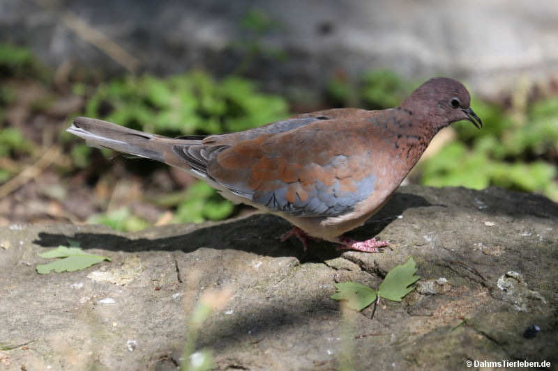 Palmtaube
(Spilopelia senegalensis) Palmtaube (Spilopelia senegalensis)
