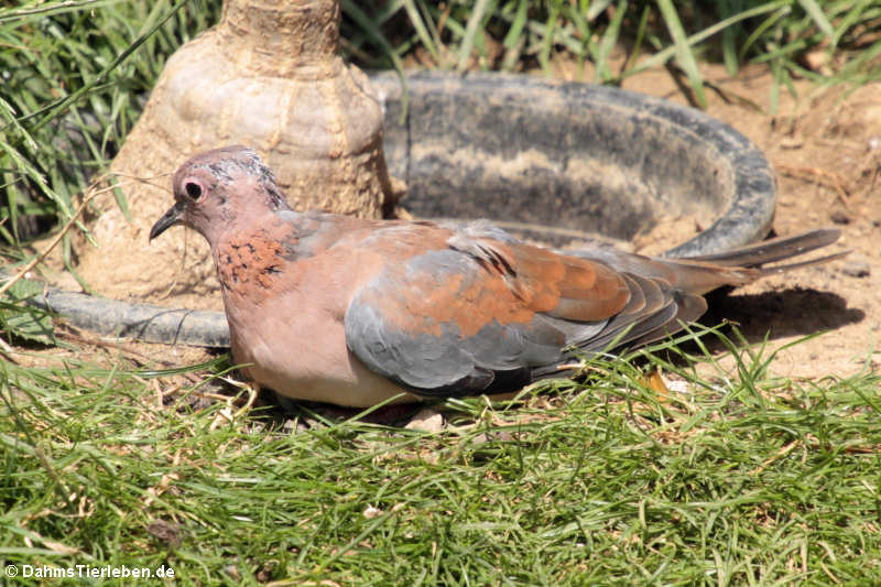 Palmtaube (Streptopelia senegalensis)