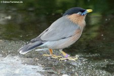 Pagodenstar (Sturnia pagodarum) in der Wilhelma Stuttgart