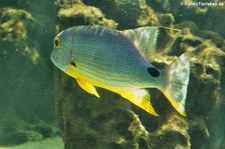 Symphorichthys spilurus-2