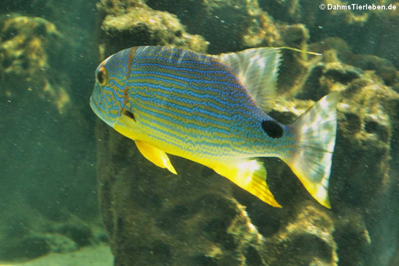 Symphorichthys spilurus