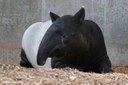 Tapirus indicus
