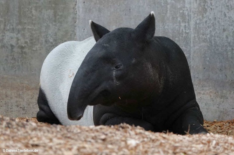 Tapirus indicus