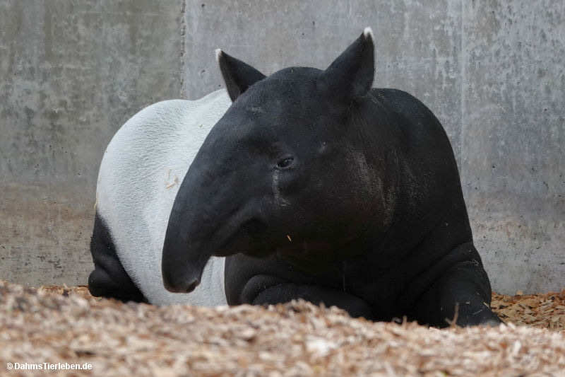 Tapirus indicus