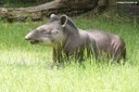 Tapirus terrestris