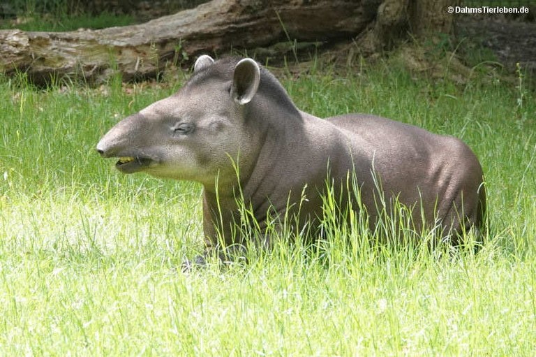 Tapirus terrestris