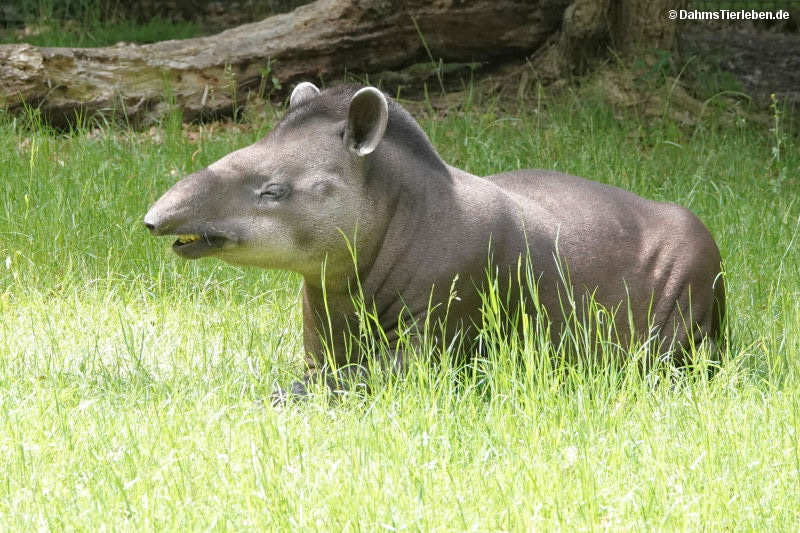 Flachlandtapir
(Tapirus terrestris) Tapirus terrestris
