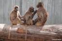 Theropithecus gelada