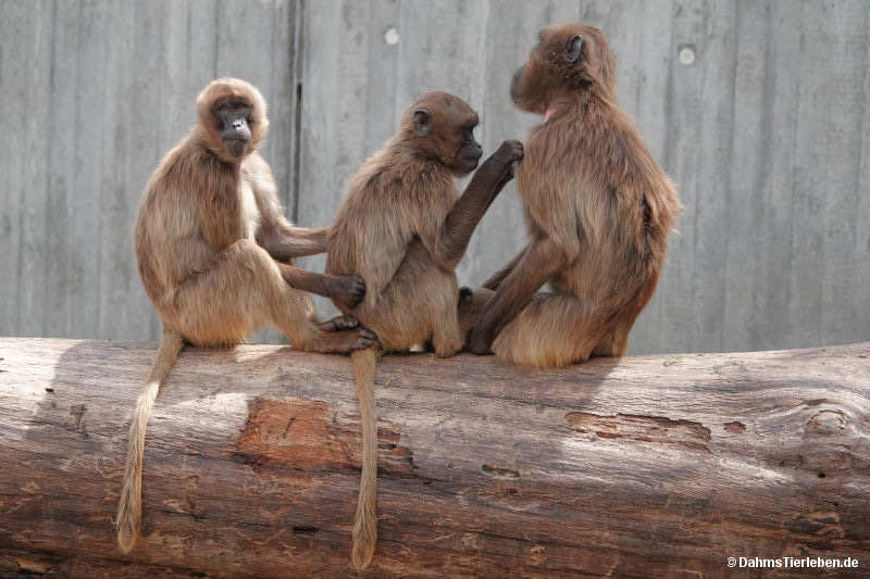 Theropithecus gelada