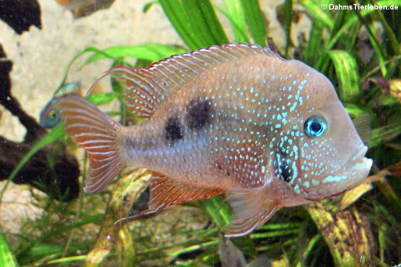 Elliots Buntbarsch Thorichthys maculipinnis-1