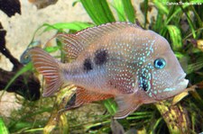 Thorichthys maculipinnis-1